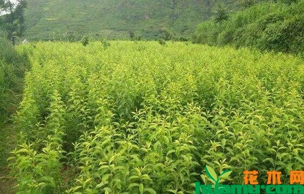 蜂糖李树苗