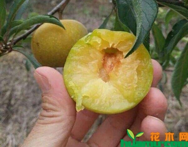 蜂糖李