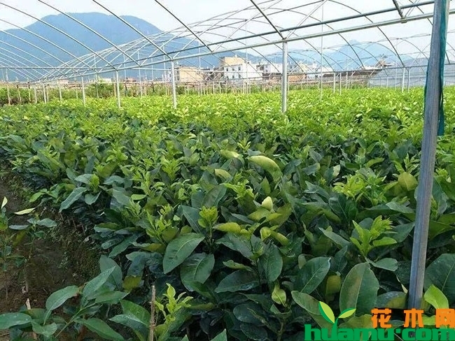2019年最新柚子树价格表，柚子树的种植技术分享