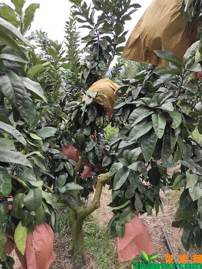 2019年最新柚子树价格表，柚子树的种植技术分享