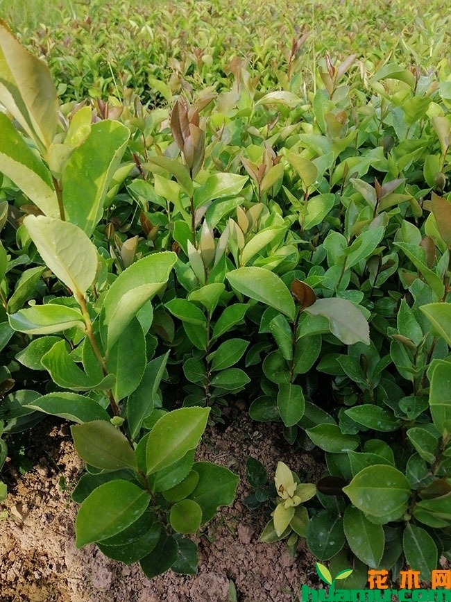 2019年最新柚子树价格表，柚子树的种植技术分享