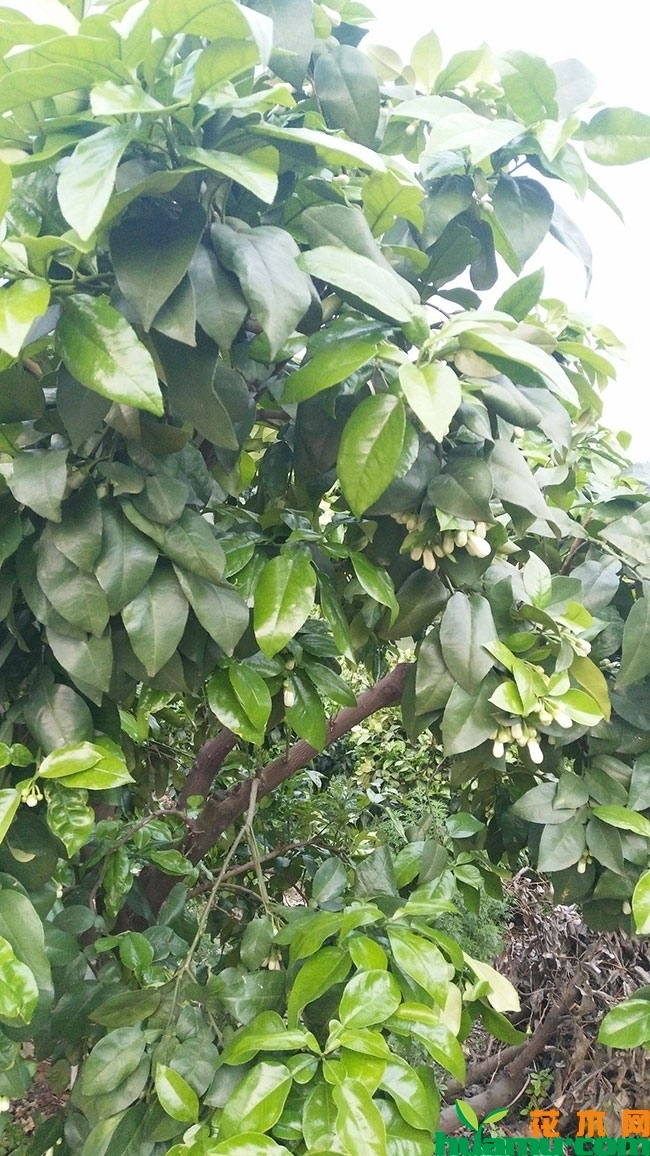 2019年最新柚子树价格表，柚子树的种植技术分享