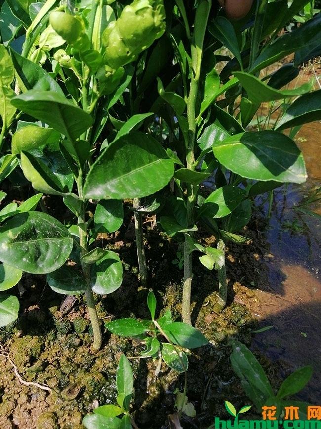 柚子树苗多少钱一棵？柚子树的种植技术