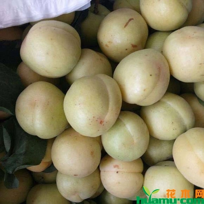香白杏树多少钱一棵?香白杏的功效和作用有哪些?