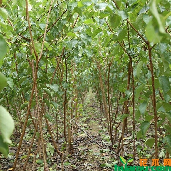 香白杏树多少钱一棵?香白杏的功效和作用有哪些?