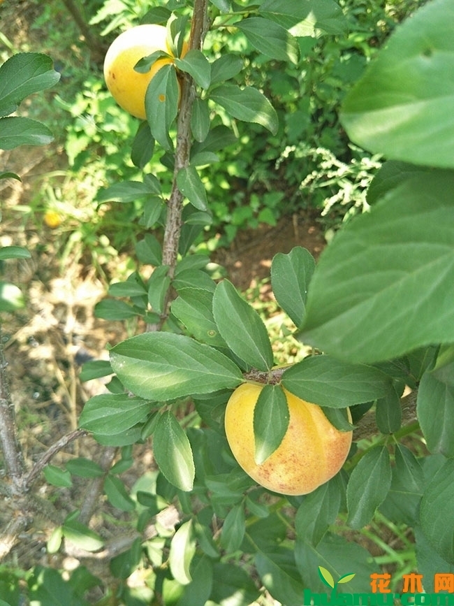 香白杏树