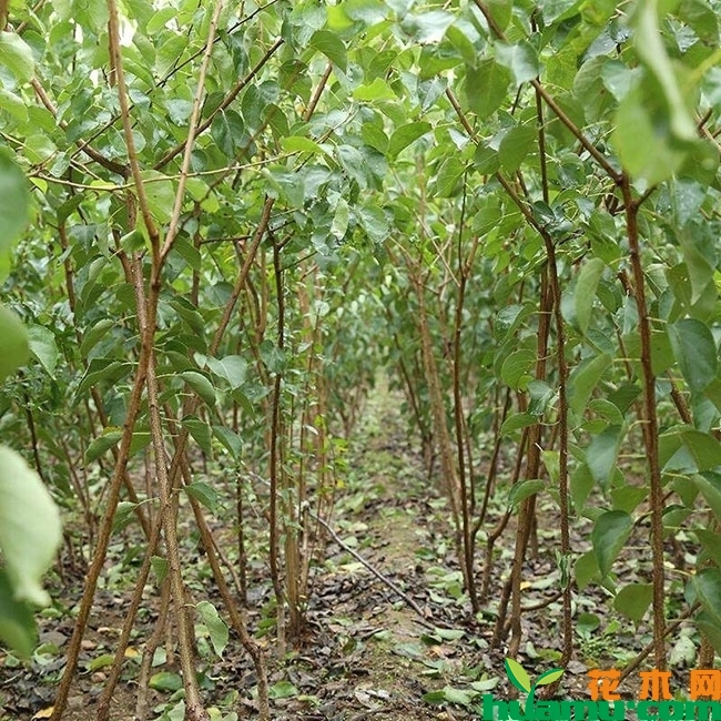 香白杏树多少钱一棵?香白杏的功效和作用有哪些?