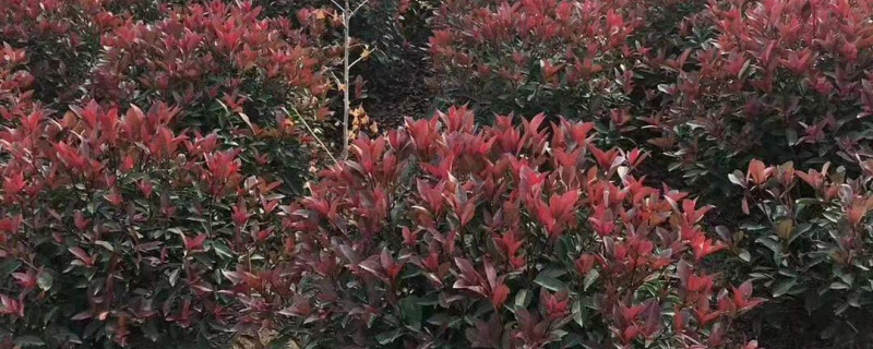 一米的红叶石楠球多少钱一棵