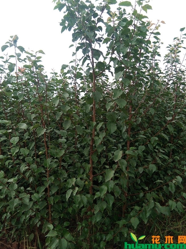 金太阳杏树