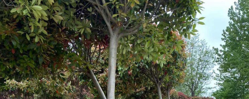 高杆红叶石楠球