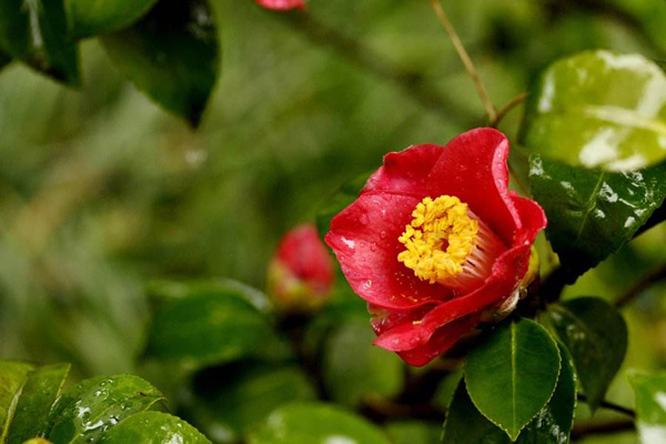 茶花