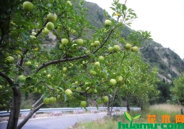 青苹果