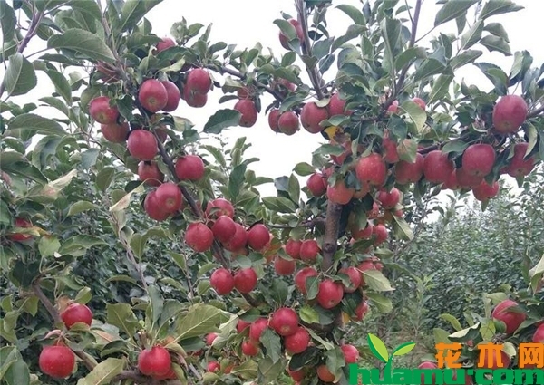 乙女苹果树苗多少钱一棵？日本乙女苹果好吃吗？