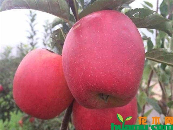 鲁丽苹果