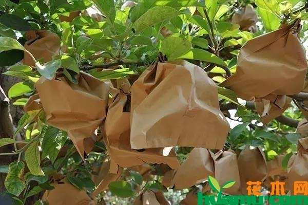 红富士苹果树苗多少钱一棵？红富士苹果套袋技术