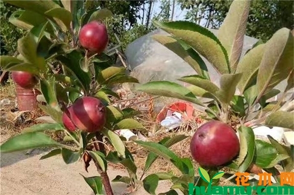 鲁丽苹果