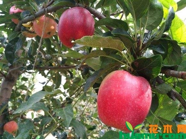 鲁丽苹果