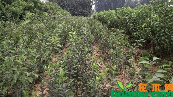 苹果树苗多少钱一棵？栽植后几年结果？