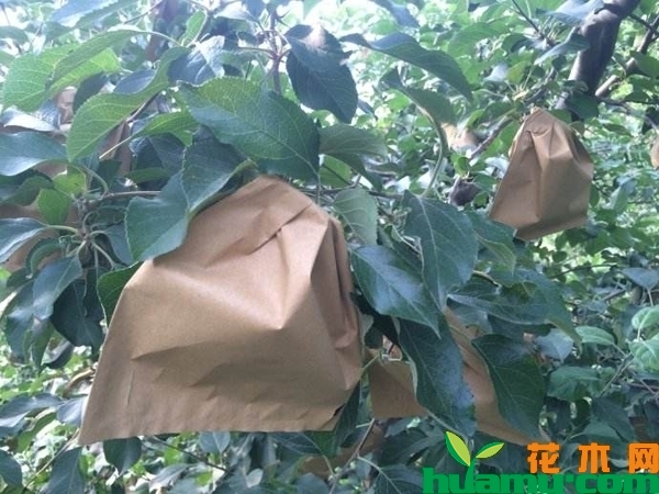 红富士苹果