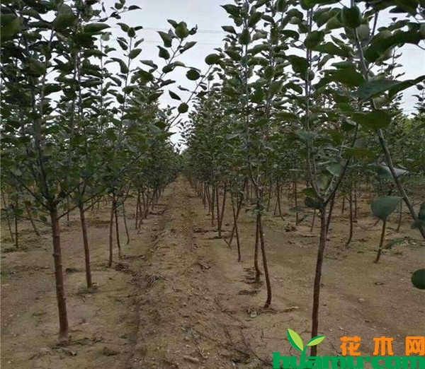 苹果树苗