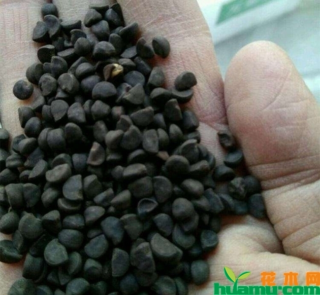 牵牛花种子多少钱一斤.jpg
