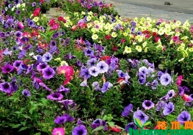 牵牛花.jpg