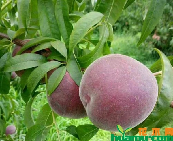 黑桃树价格多少钱一棵？黑桃种植前景怎么样？