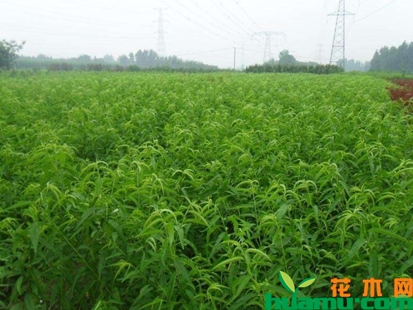 桃苗多少钱一棵？桃苗怎么育苗？