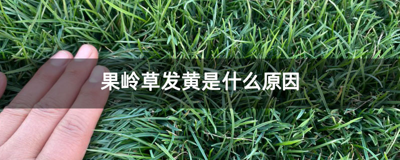 果岭草发黄是什么原因