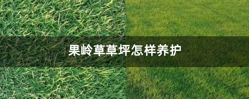 果岭草草坪怎样养护