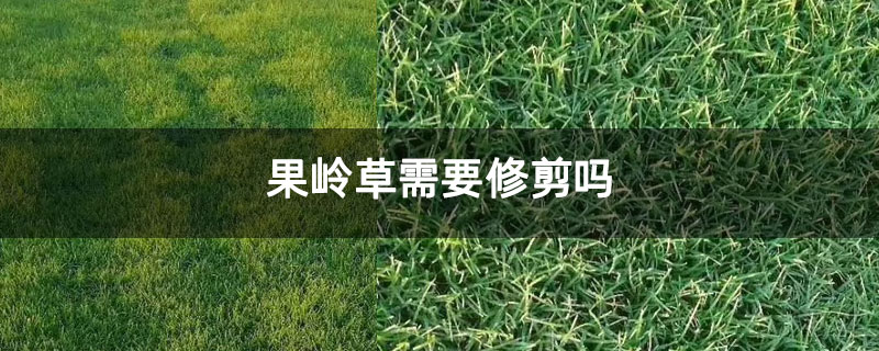 果岭草需要修剪吗 果岭草需要修剪吗