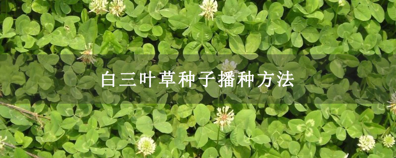 白三叶草种子播种方法