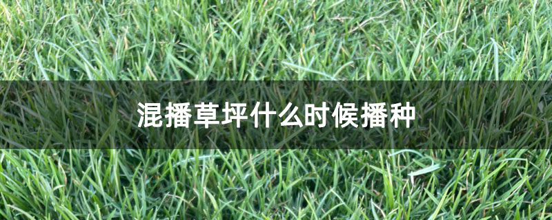 混播草坪什么时候播种