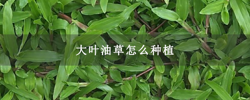 大叶油草怎么种植