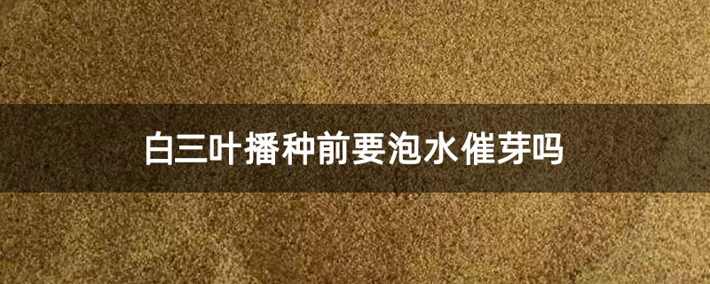 白三叶播种前要泡水催芽吗