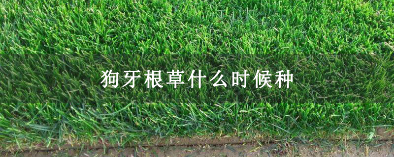 狗牙根草什么时候种