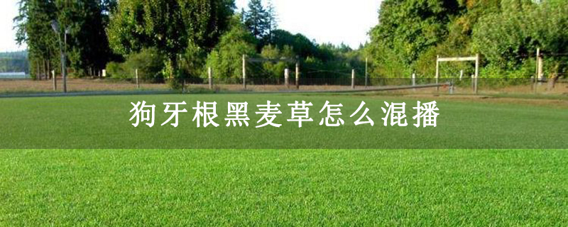 狗牙根黑麦草怎么混播