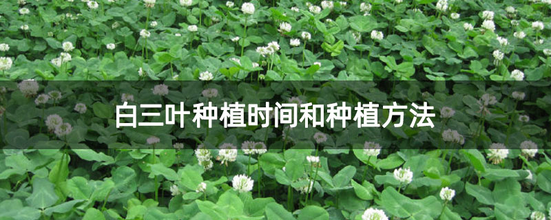 白三叶种植时间和种植方法 白三叶种植时间和种植方法