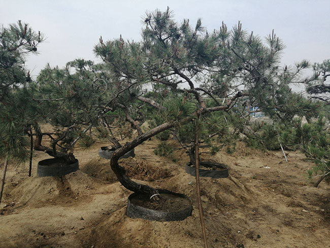 熟悉八种盆景根系造型技巧