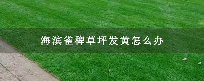 海滨雀稗草坪发黄怎么办