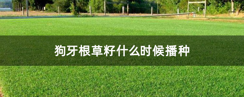 狗牙根草籽什么时候播种