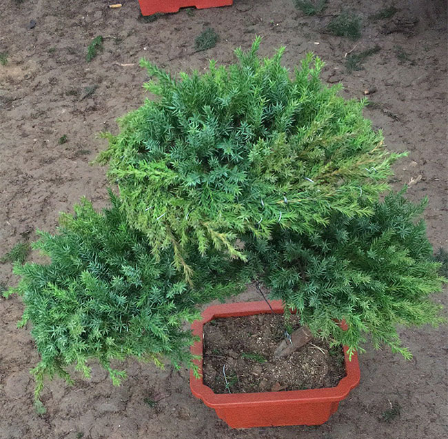 熟悉八种盆景根系造型技巧 熟悉八种盆景根系造型技巧