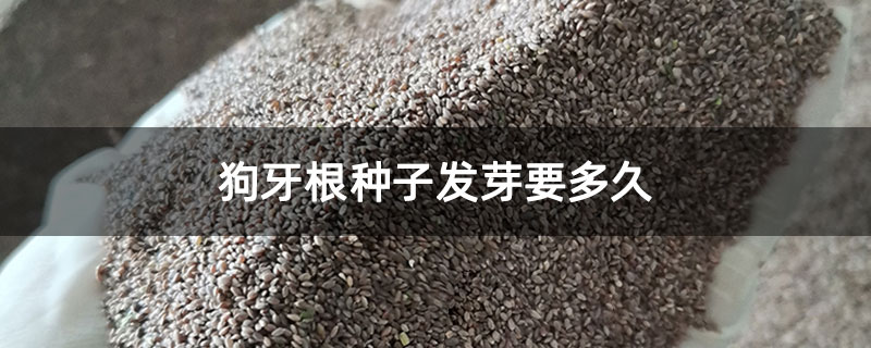 狗牙根种子发芽要多久 狗牙根种子发芽要多久