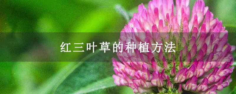 红三叶草的种植方法