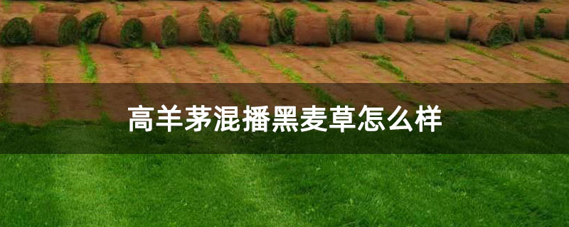 高羊茅混播黑麦草怎么样