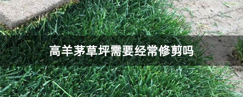 高羊茅草坪需要经常修剪吗