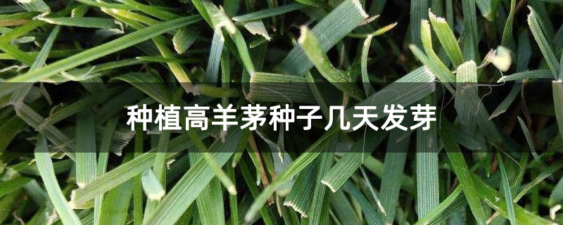 种植高羊茅种子几天发芽