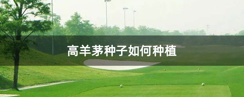 高羊茅种子如何种植