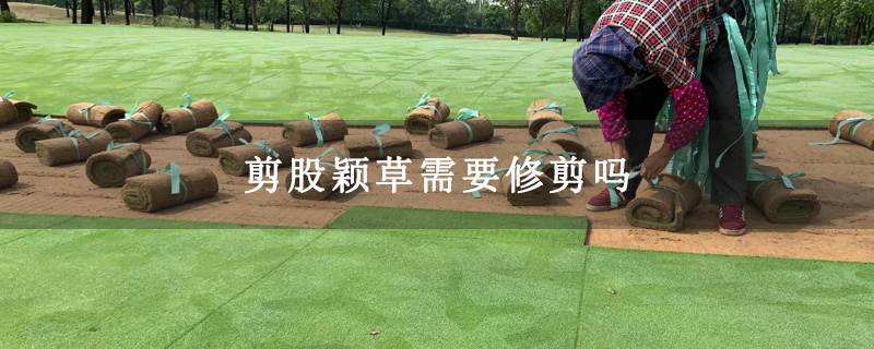翦股颖草需要修剪吗