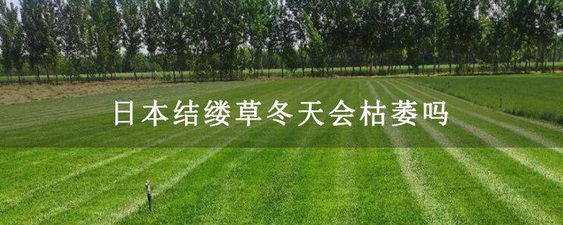 日本结缕草冬天会枯萎吗